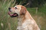 LABRADOR 1250